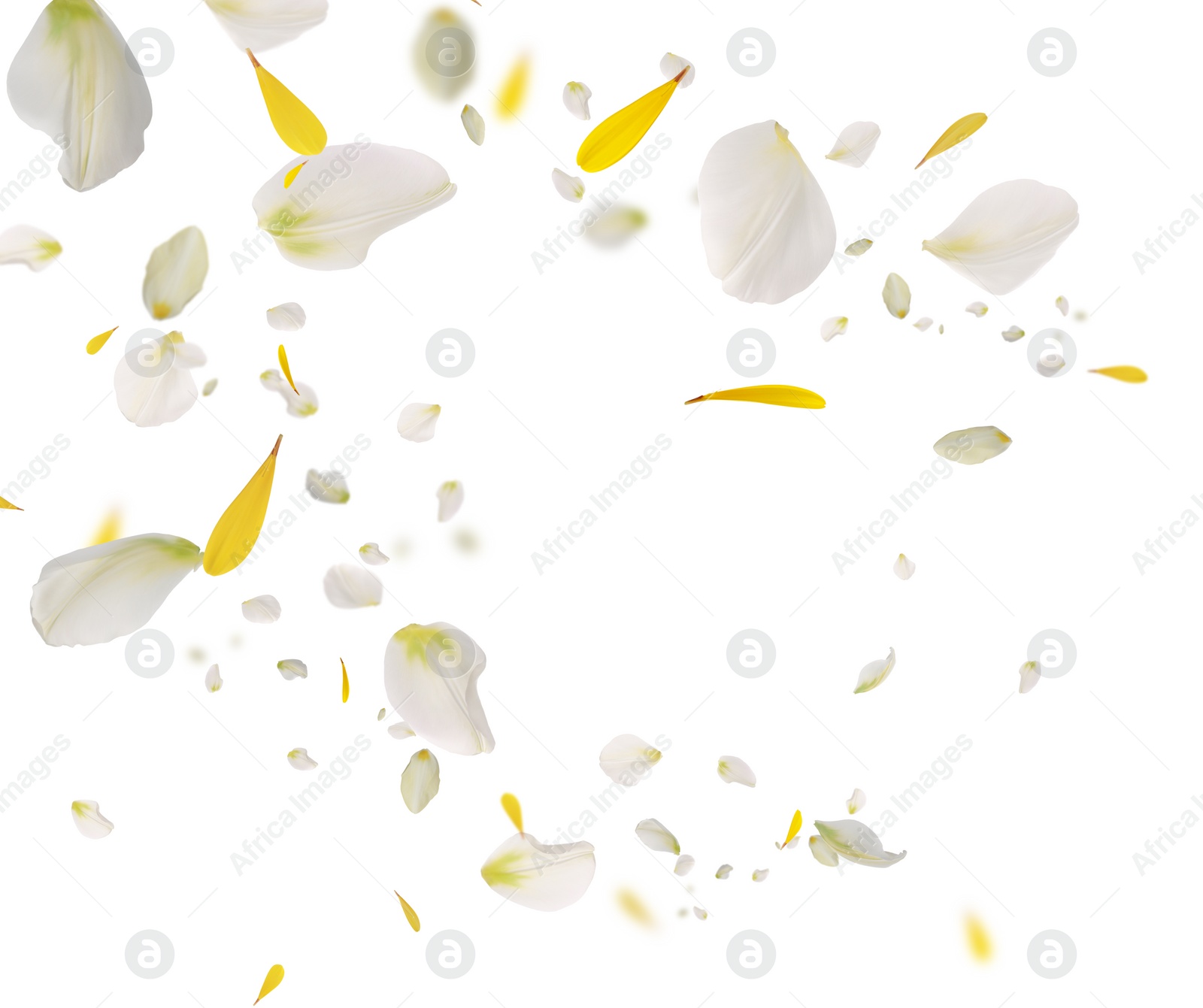 Image of Beautiful tender petals flying on white background