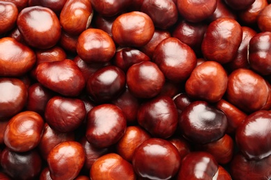 Pile of horse chestnuts as background, top view