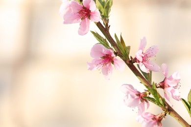 Photo of Blossoming spring tree outdoors, closeup. Space for text