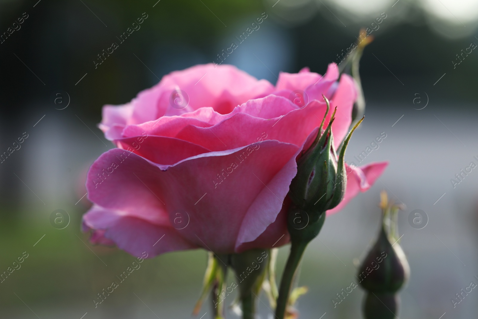 Photo of Bright blooming rose against blurred background. Beautiful flower