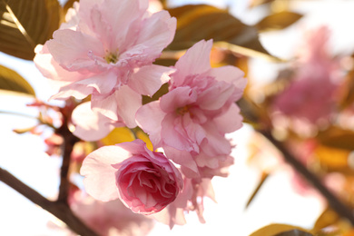 Photo of Blossoming pink sakura tree outdoors on spring day, closeup