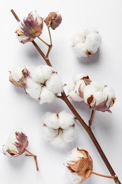 Photo of Dry cotton branch with fluffy flowers on white background, flat lay