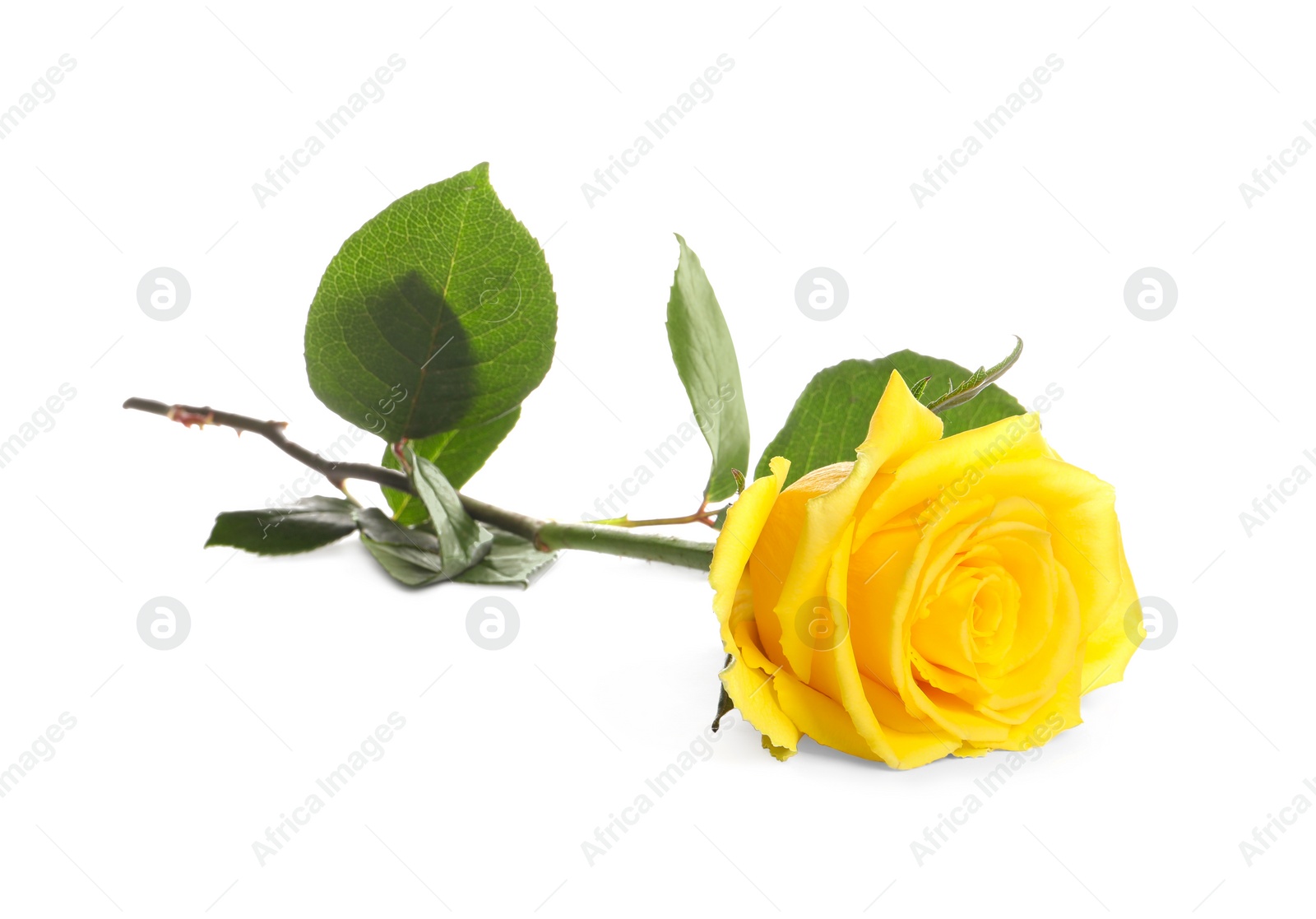 Photo of Beautiful fresh yellow rose isolated on white