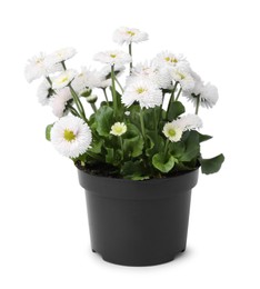 Photo of Beautiful blooming daisy flower in pot isolated on white