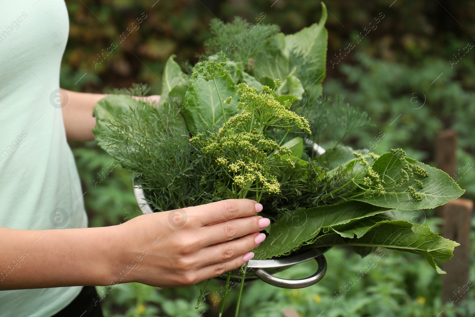 Photo of Woman holding colander with fresh green herbs outdoors, closeup