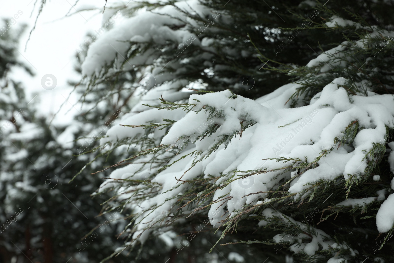 Photo of Fir tree covered with snow on winter day