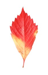 Photo of One beautiful red leaf isolated on white. Autumn season