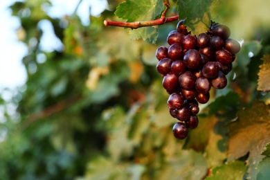 Fresh ripe juicy grapes growing in vineyard