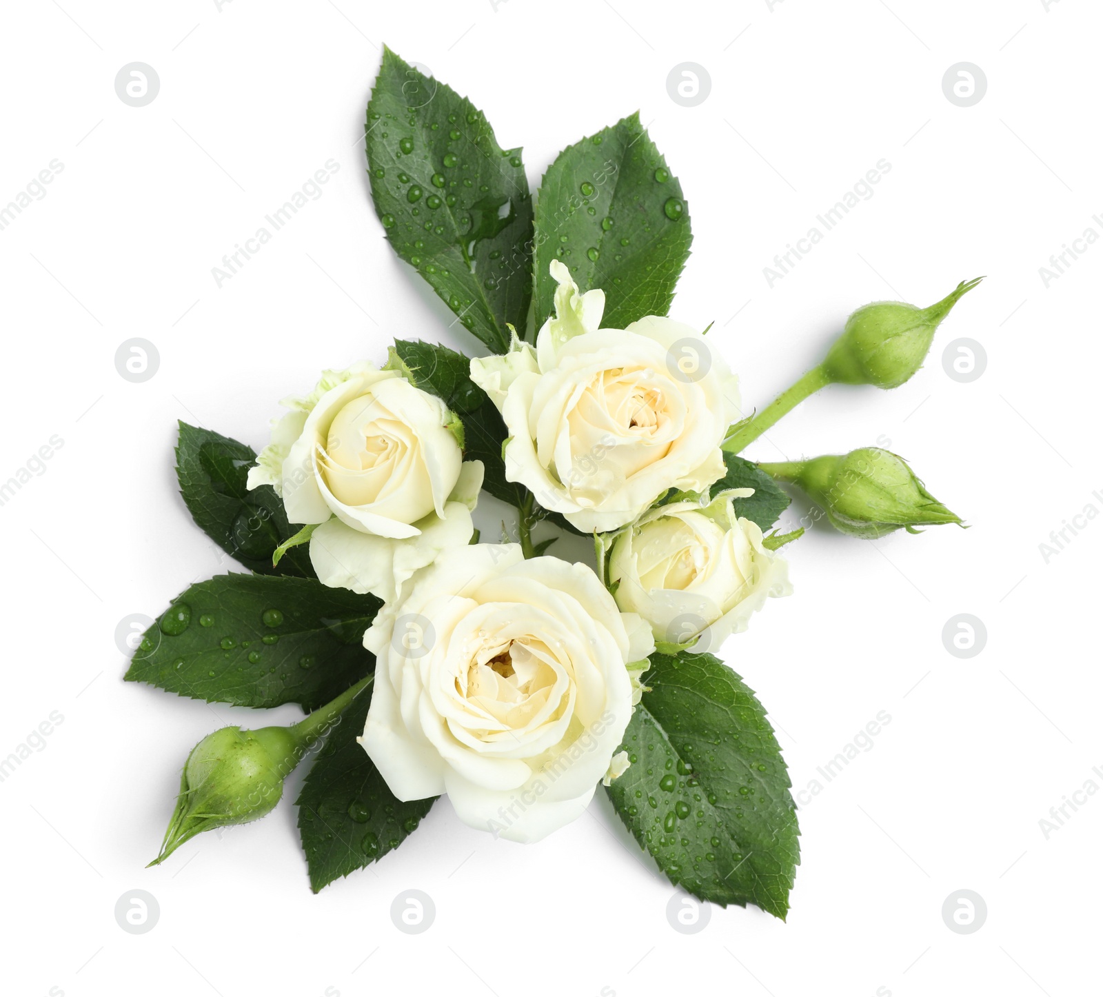 Photo of Beautiful blooming rose flowers on white background, top view