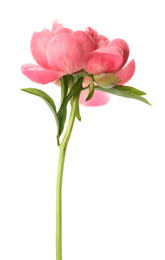 Beautiful blooming pink peony isolated on white