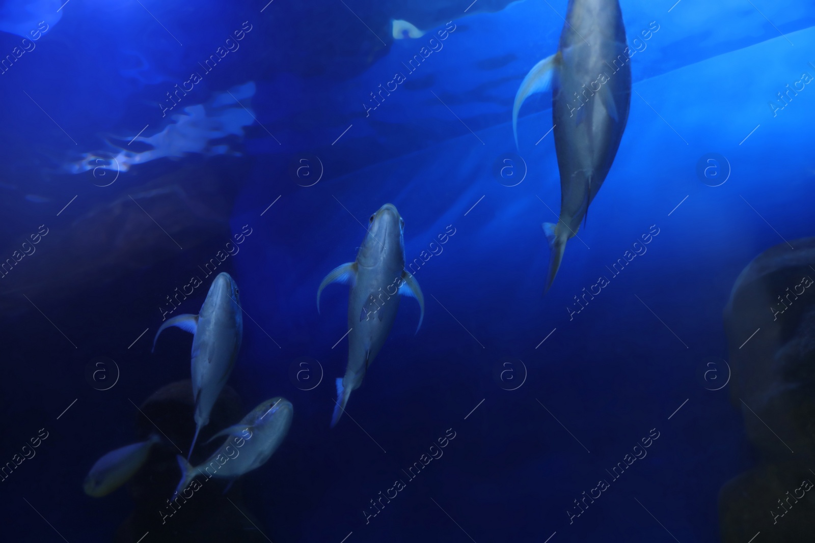 Photo of Beautiful bluefin trevally fish in clear aquarium, low angle view