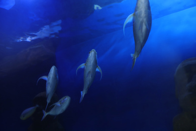 Photo of Beautiful bluefin trevally fish in clear aquarium, low angle view