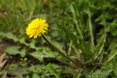 Photo of Yellow dandelion with green leaves growing outdoors, closeup