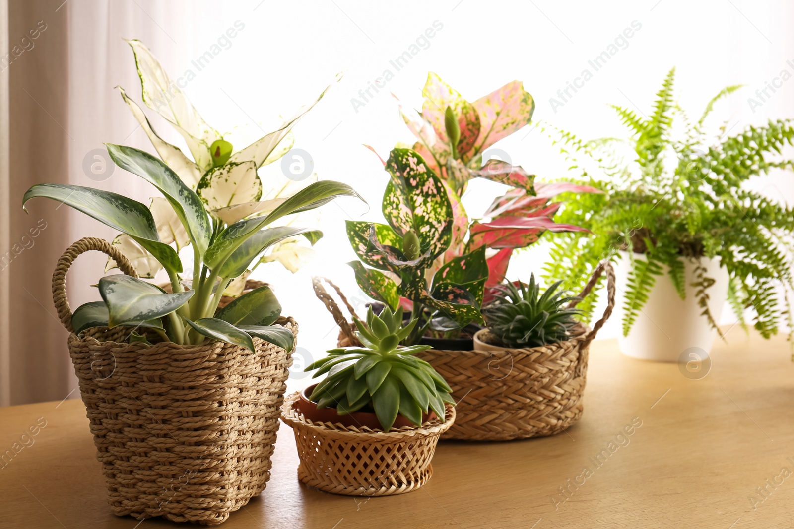 Photo of Collection of beautiful houseplants on wooden table indoors