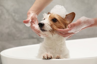 Photo of Woman washing her cute dog with shampoo in bathroom indoors, closeup