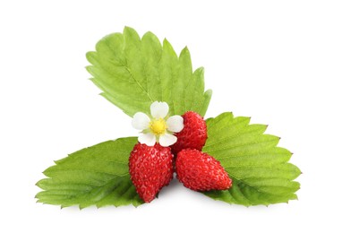 Ripe wild strawberries, green leaves and flower isolated on white