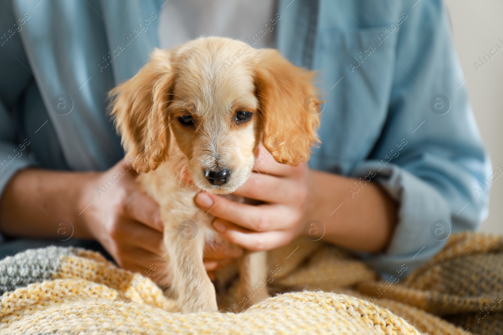 Photo of Owner with cute English Cocker Spaniel puppy, closeup