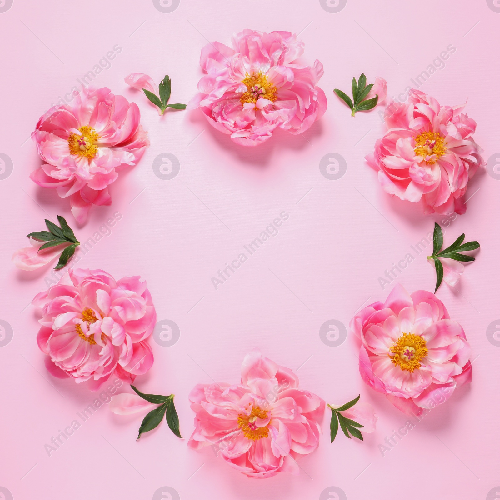 Photo of Frame made of beautiful peonies on pink background, flat lay