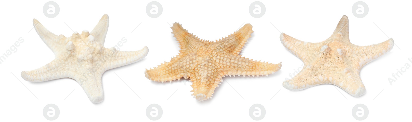 Image of Set with beautiful sea stars on white background. Banner design