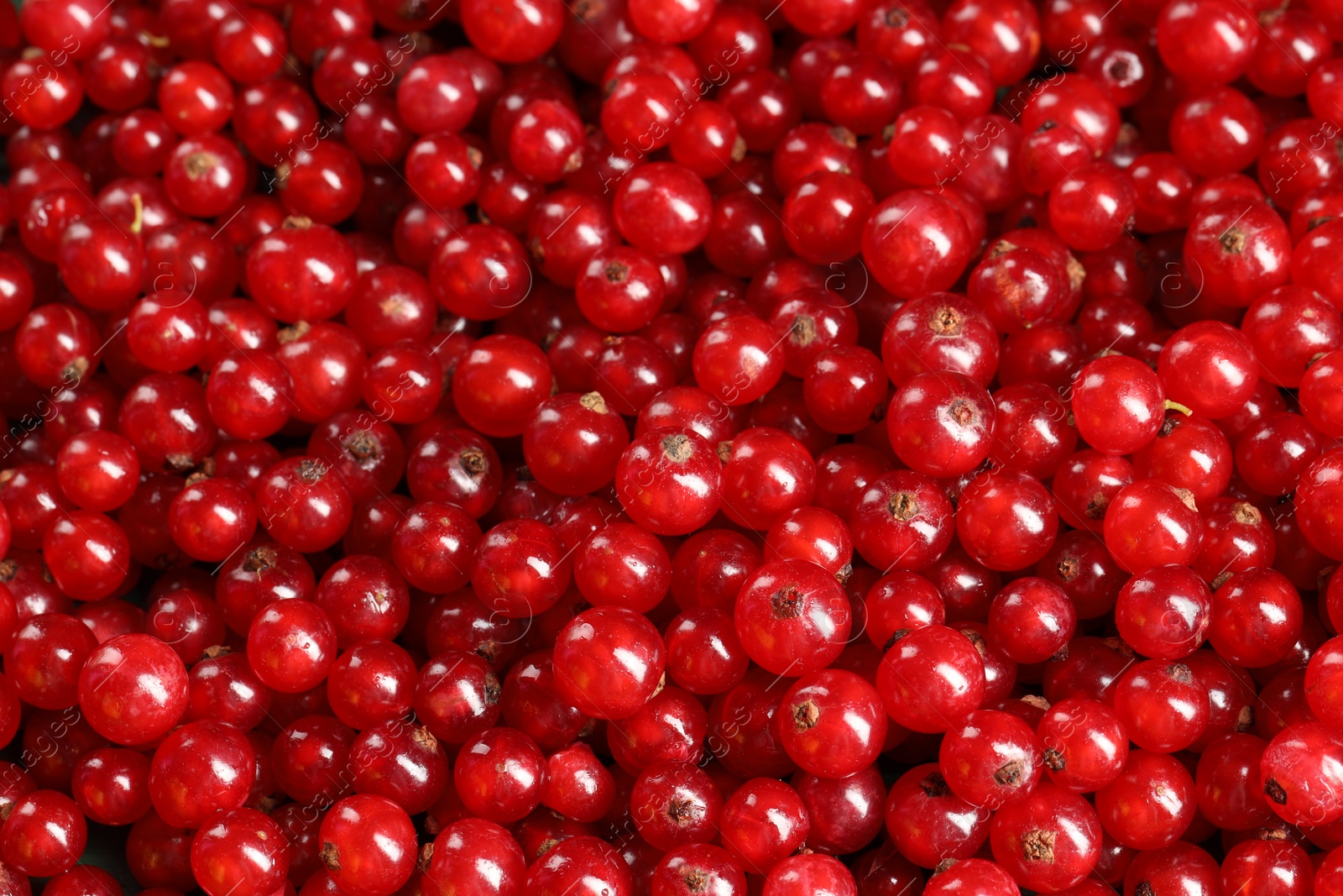 Photo of Many ripe red currants as background, top view