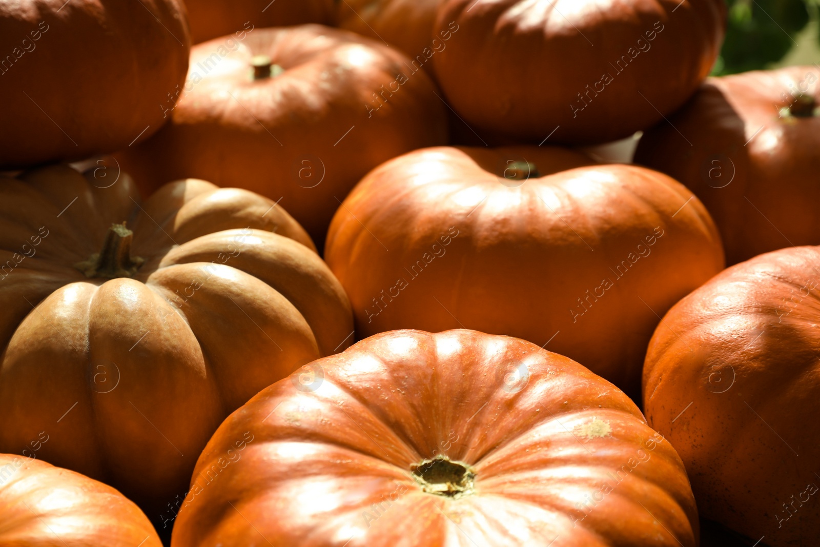 Photo of Many ripe orange pumpkins as background, closeup