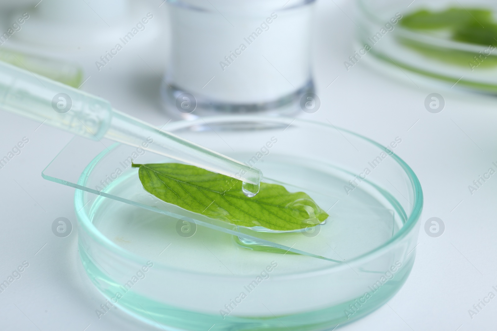 Photo of Dripping liquid from dropper onto petri dish with leaf on white table, closeup