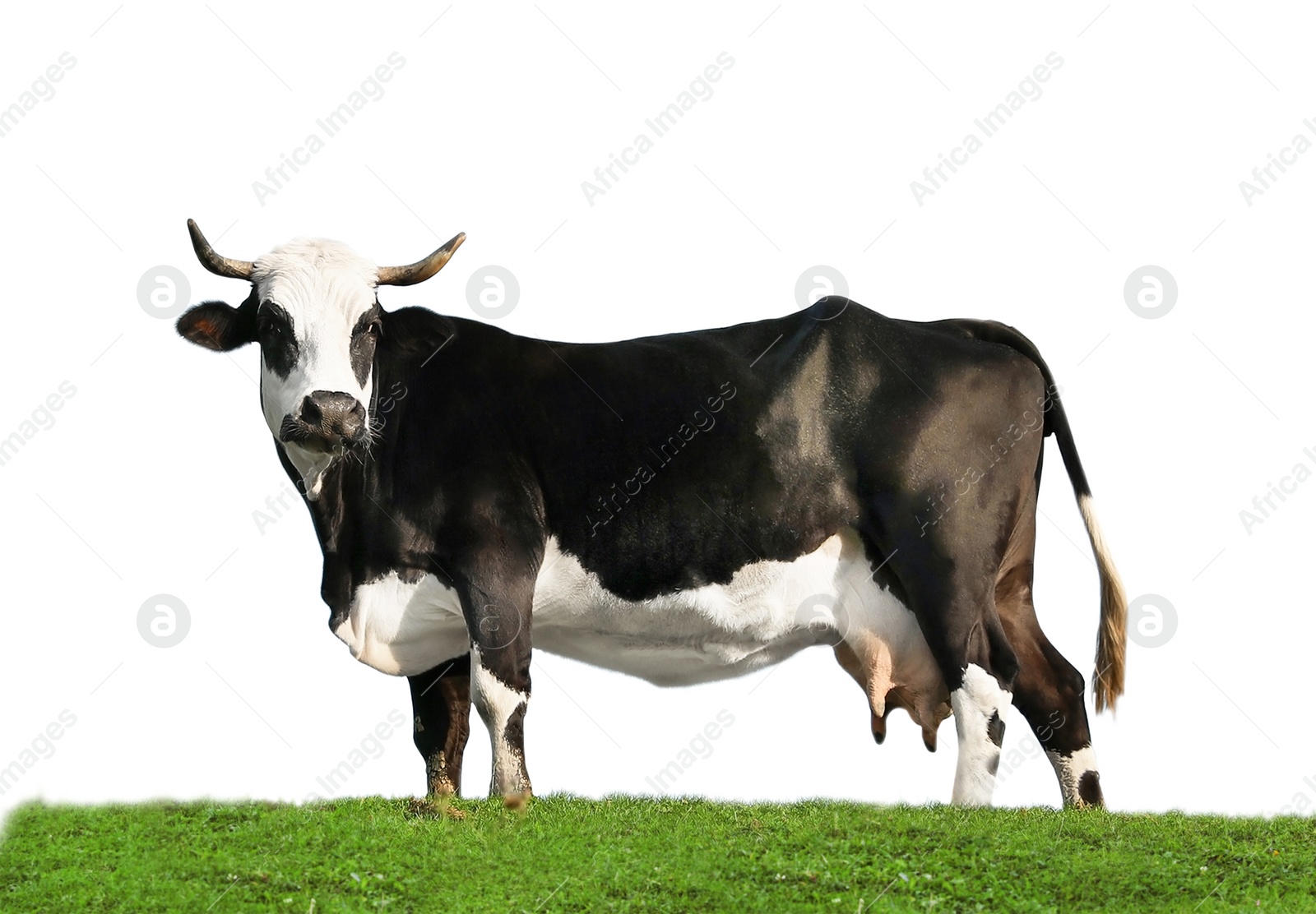 Image of Beautiful cow on green grass against white background. Animal husbandry