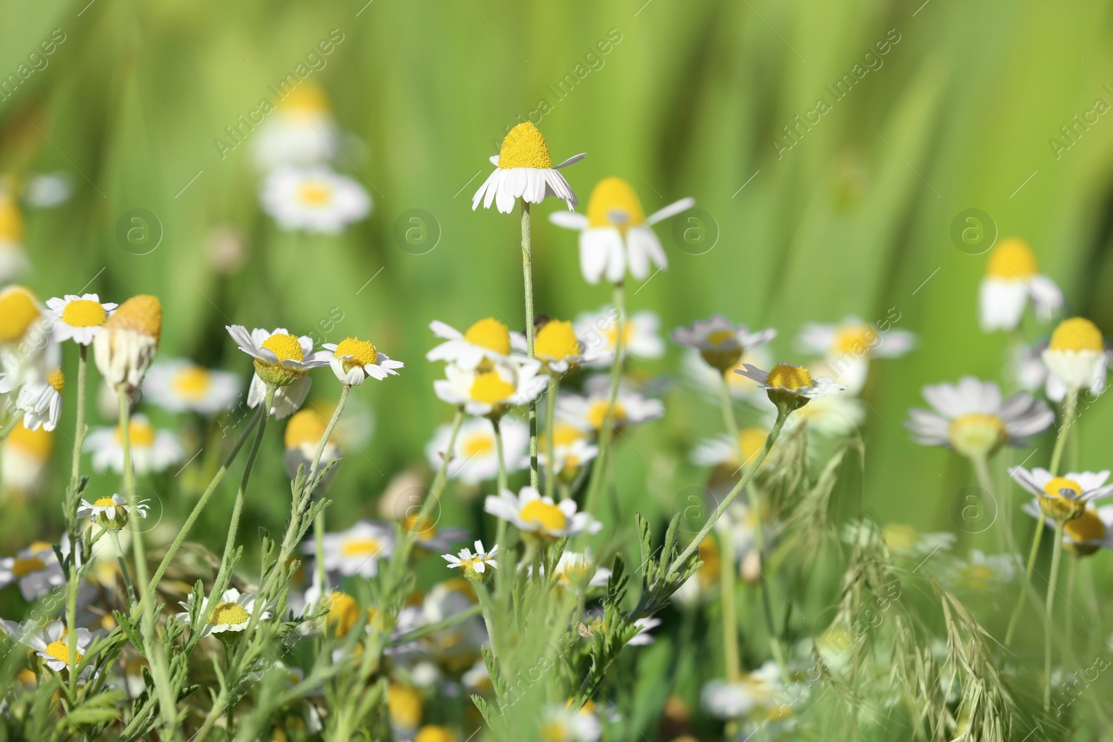 Photo of Beautiful wild flowers outdoors on sunny day. Amazing nature in summer