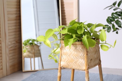 Photo of Beautiful potted plant, space for text. Interior design
