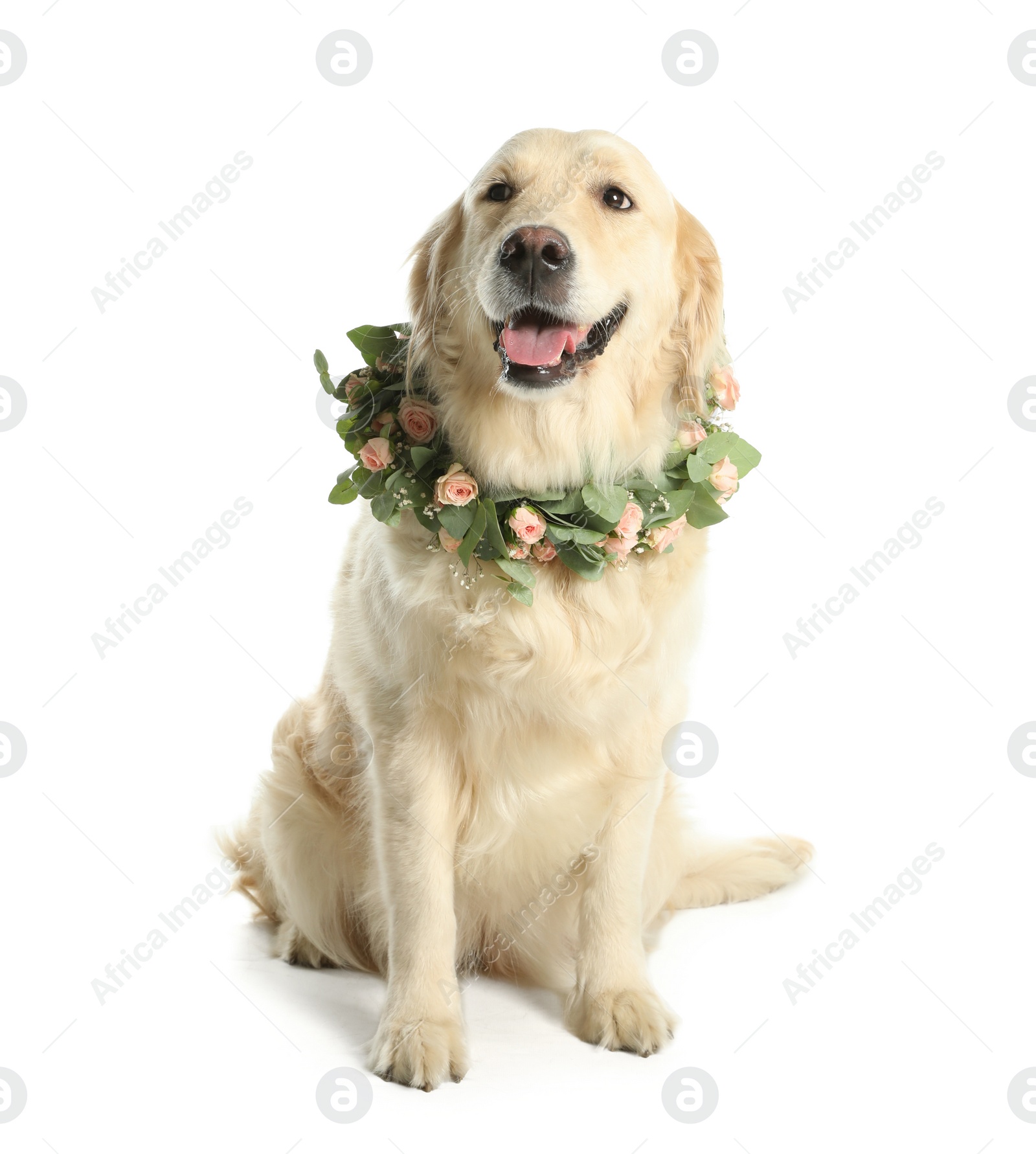 Photo of Adorable golden Retriever wearing wreath made of beautiful flowers on white background