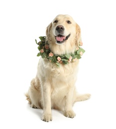 Photo of Adorable golden Retriever wearing wreath made of beautiful flowers on white background