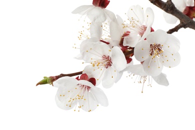 Photo of Beautiful fresh spring flowers on white background, closeup