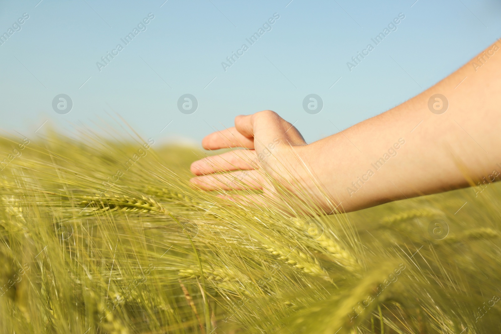 Photo of Woman in wheat field on sunny summer day, closeup on hand. Amazing nature