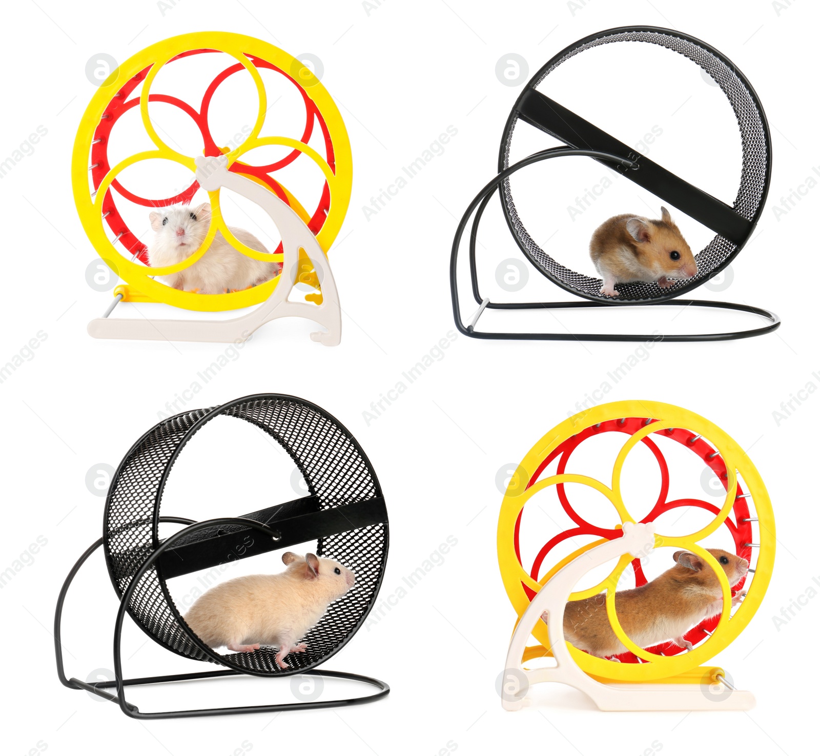 Image of Cute funny hamsters running in wheels on white background, collage 