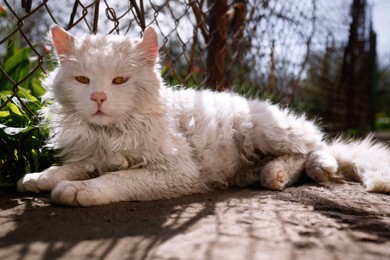 Photo of Cute fluffy cat resting near fence on sunny day
