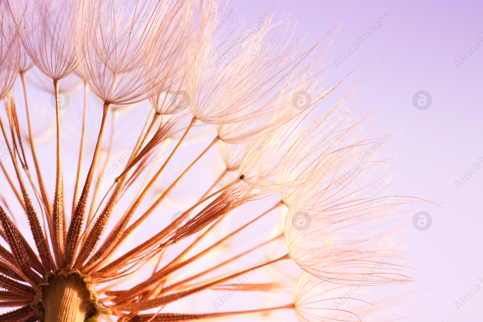 Photo of Dandelion seed head on color background, close up