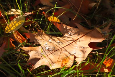 Beautiful fallen leaf with raindrops outdoors on sunny autumn day