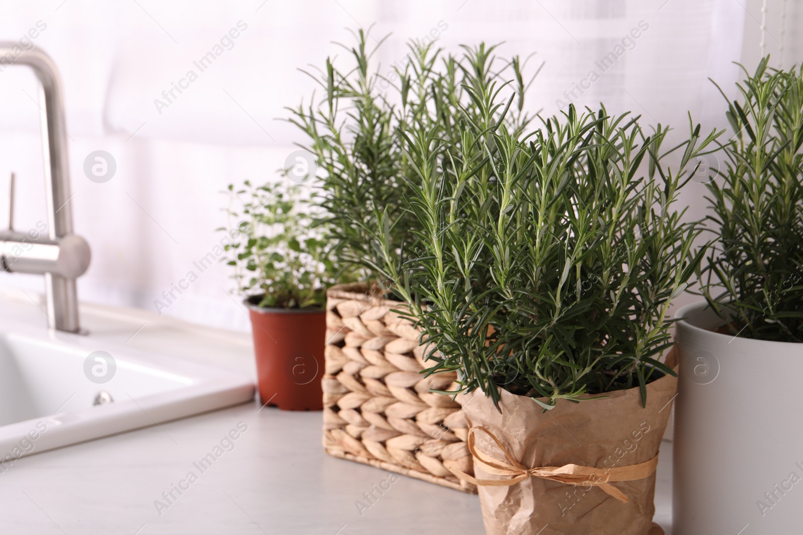 Photo of Aromatic green rosemary in pots on white table
