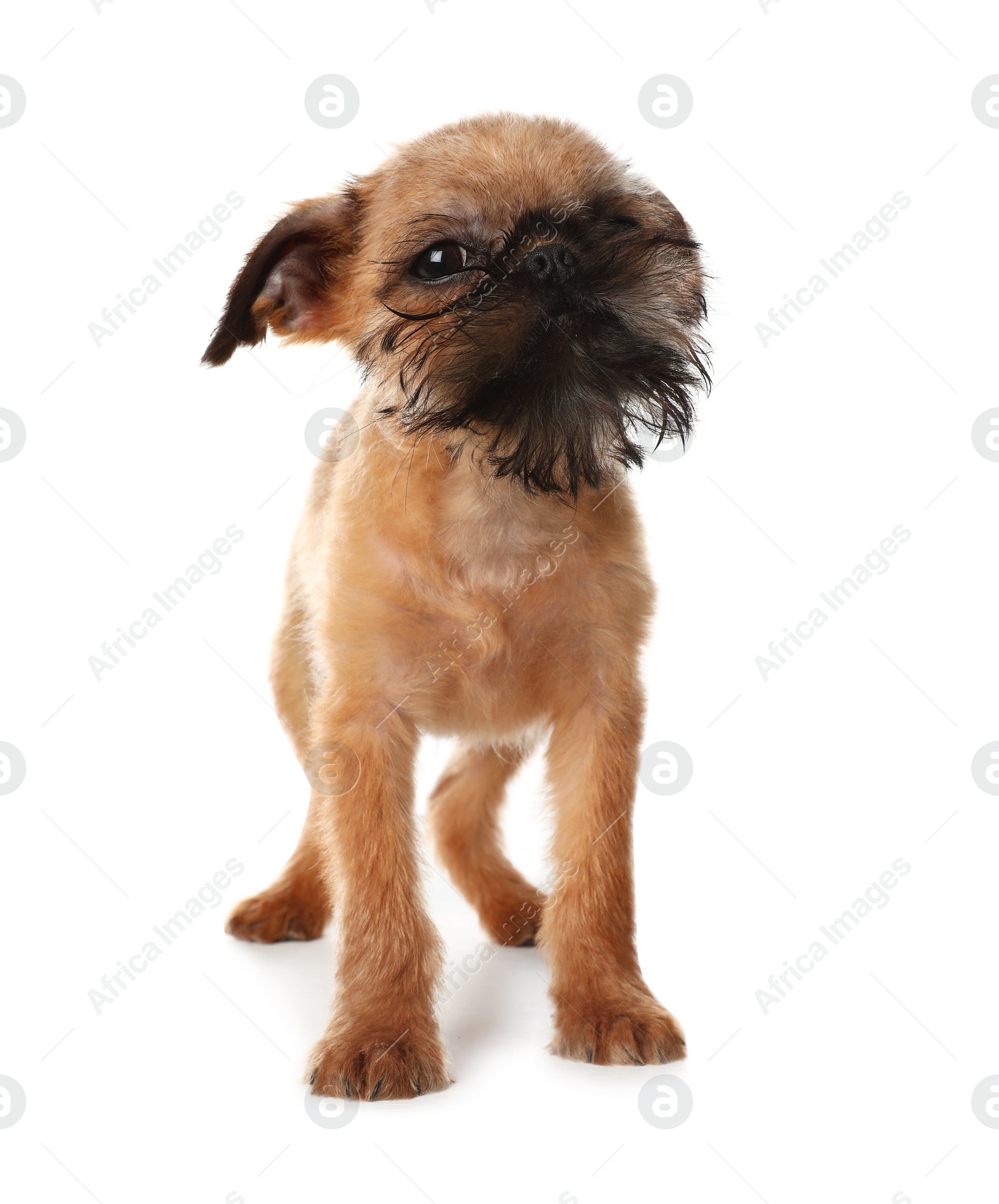 Photo of Studio portrait of funny Brussels Griffon dog looking into camera on white background