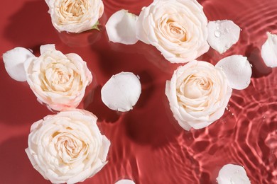 Beautiful roses and petals in water on burgundy background, top view