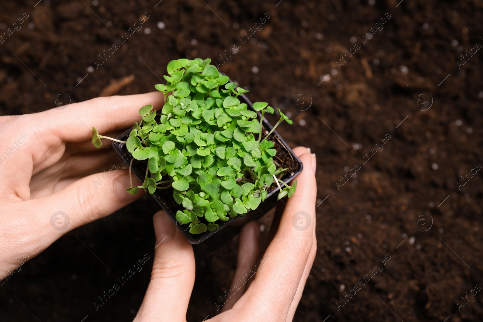 Photo of Woman planting microgreen seeds in garden, closeup