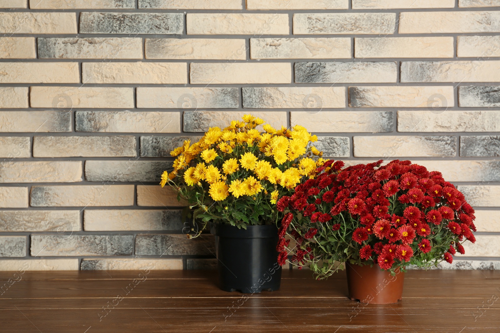 Photo of Beautiful chrysanthemum flowers in pots on table near brick wall. Space for text