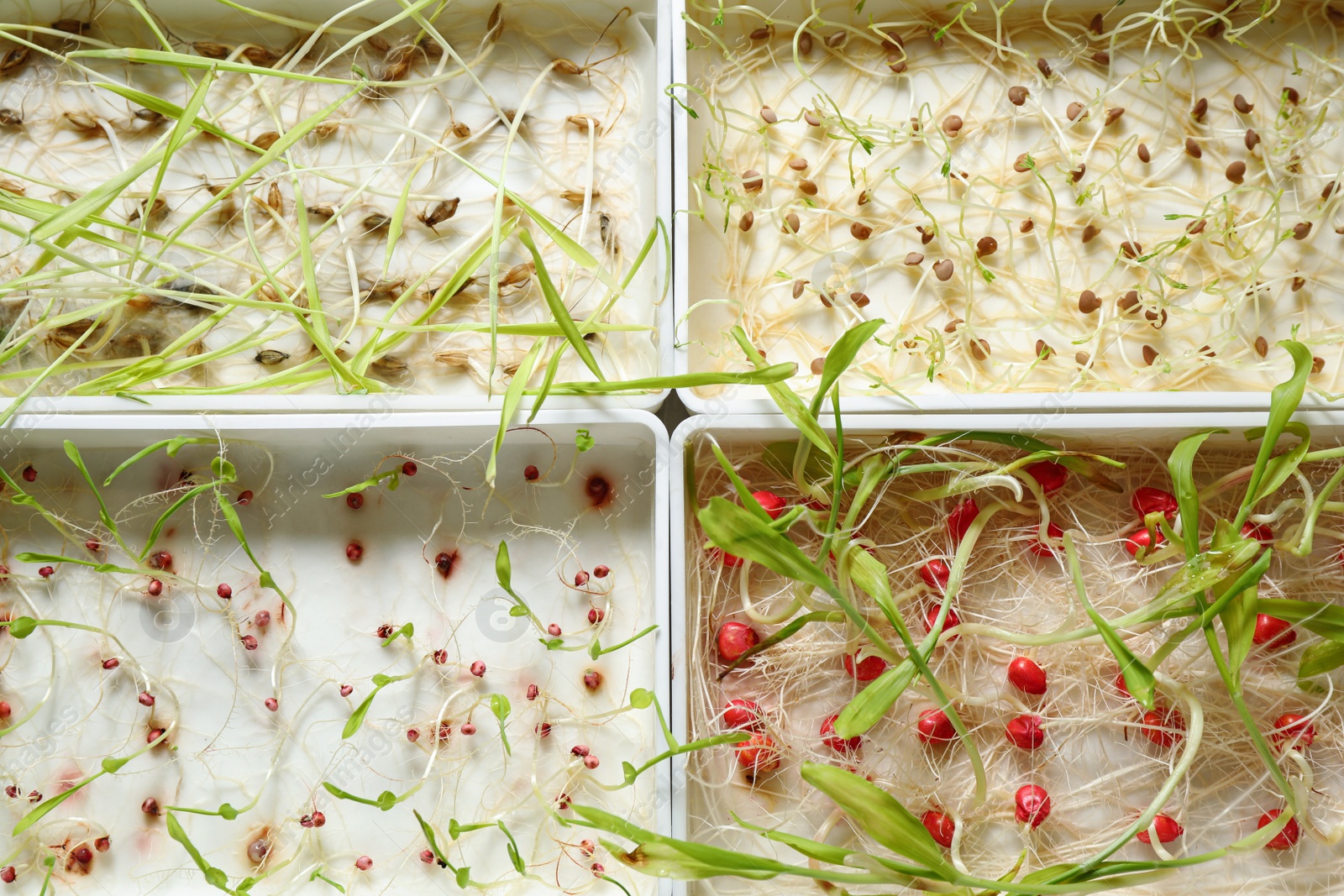 Photo of Containers with sprouted seeds, top view. Laboratory research