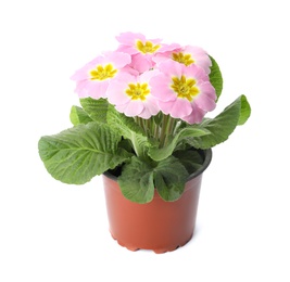 Photo of Beautiful primula (primrose) plant with pink flowers isolated on white. Spring blossom