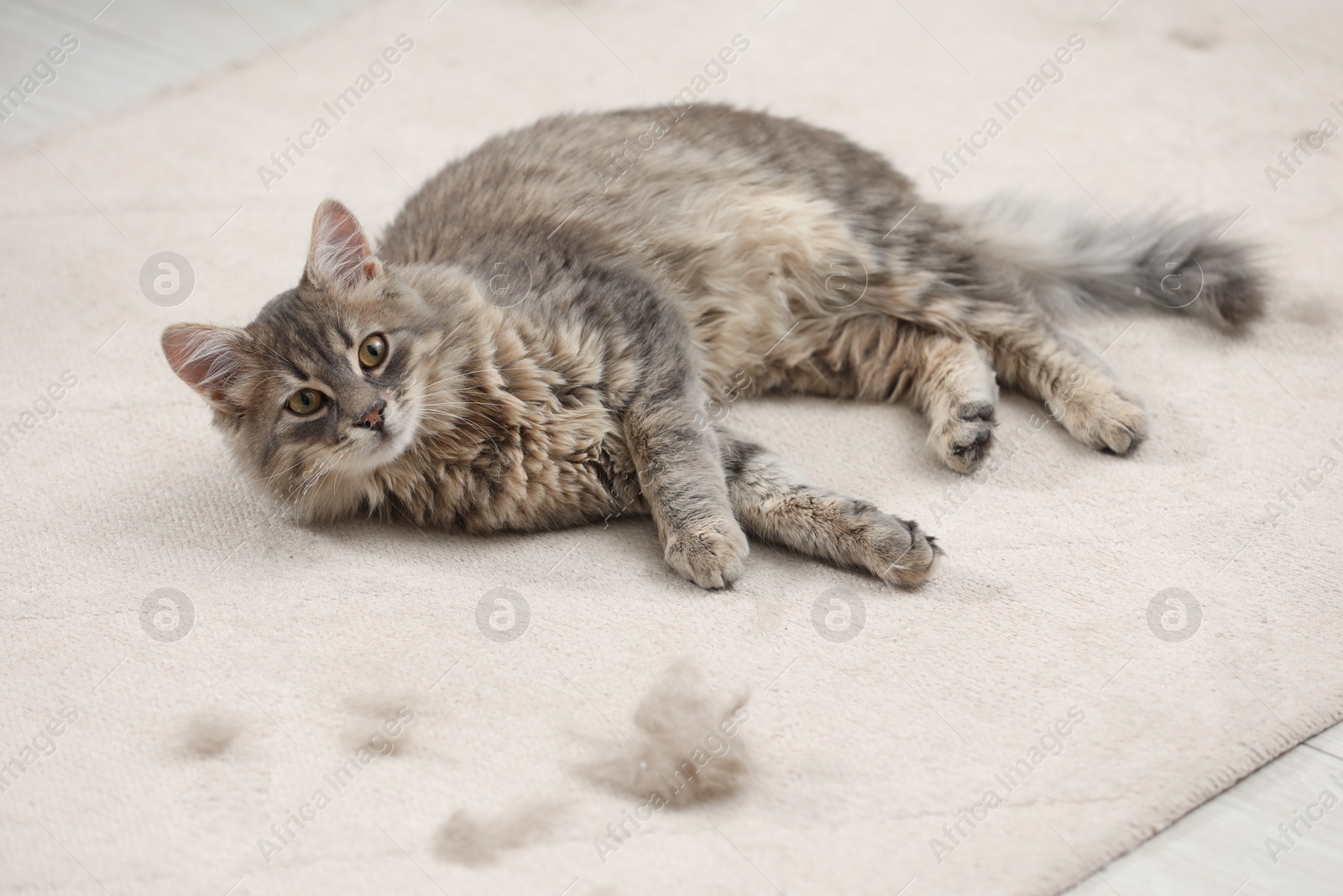 Photo of Cute cat and pet hair on carpet indoors