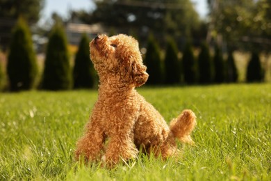 Cute Maltipoo dog on green lawn outdoors