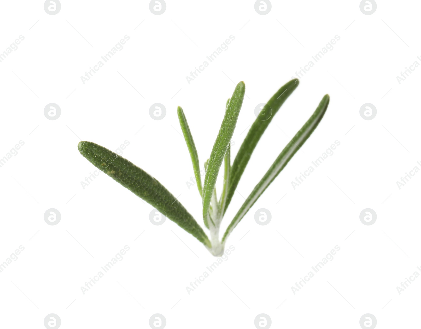 Photo of Fresh green rosemary leaves on white background