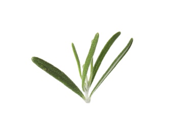 Photo of Fresh green rosemary leaves on white background