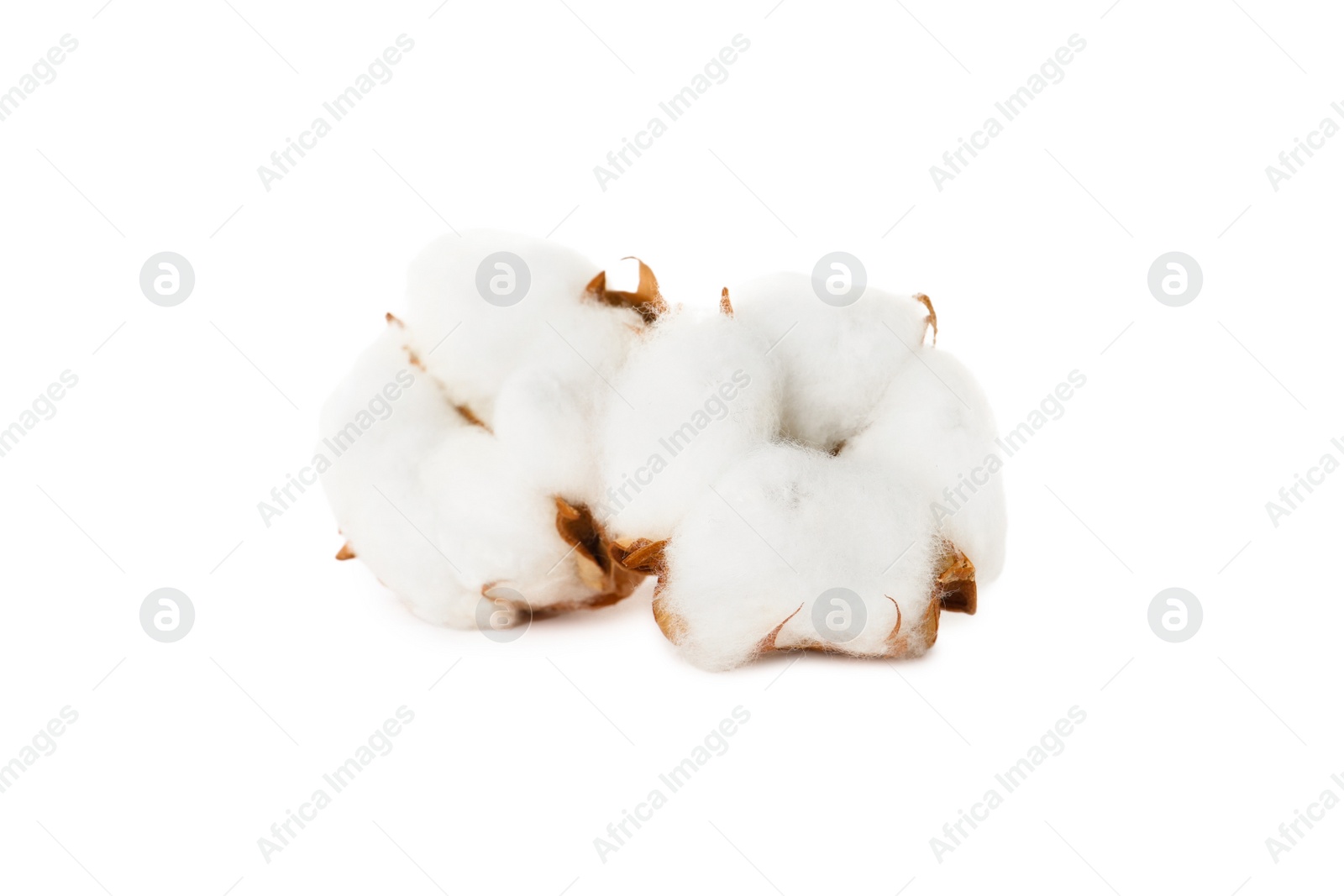 Photo of Beautiful fluffy cotton flowers on white background