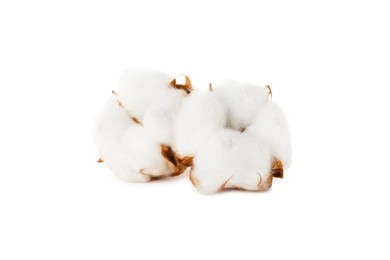 Beautiful fluffy cotton flowers on white background